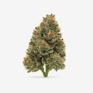 LUANA 24/1 APE – Sour Ape